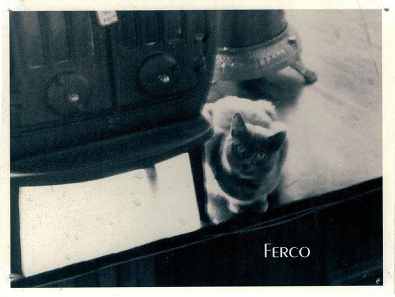 Black and white photo of a grey cat sitting by an old fashioned stove.