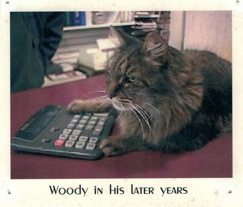 Grumpy cat with a paw on a calculator.